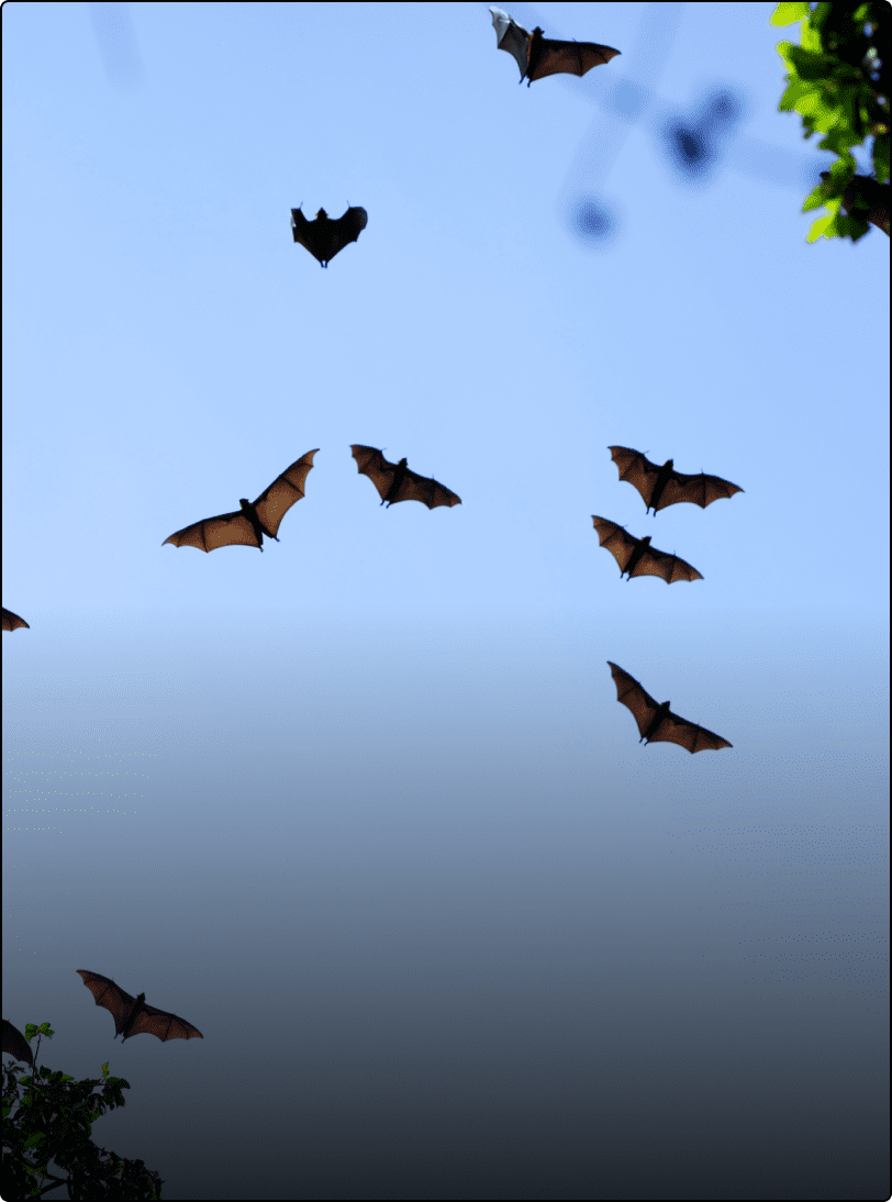 Group of bats soaring above trees