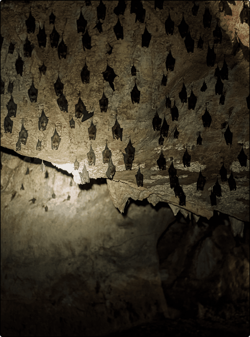 Bats roosting on rocky cave surface