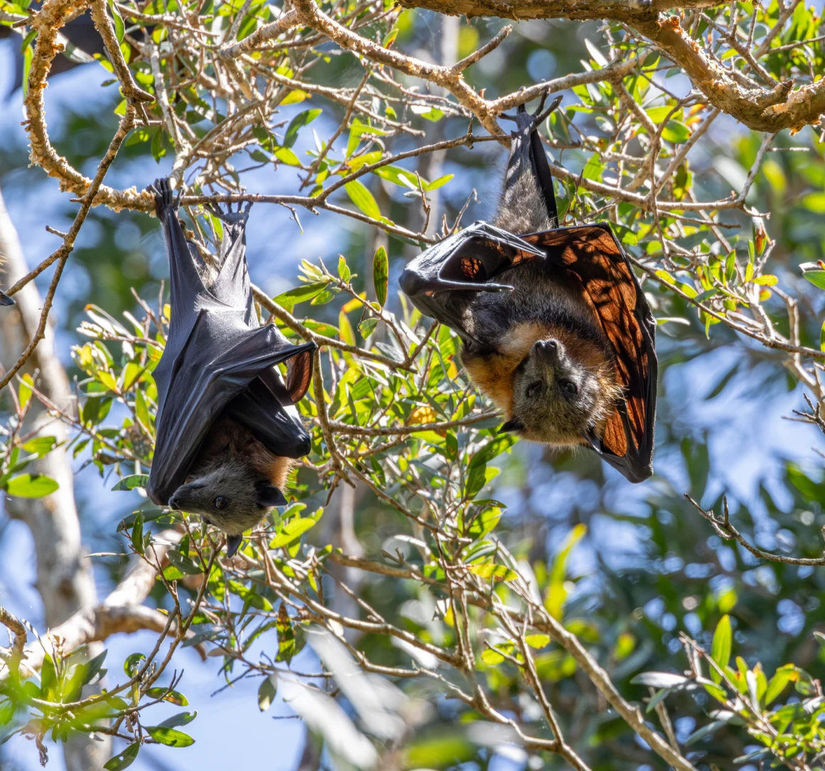 Bats hanging upside down in a tree