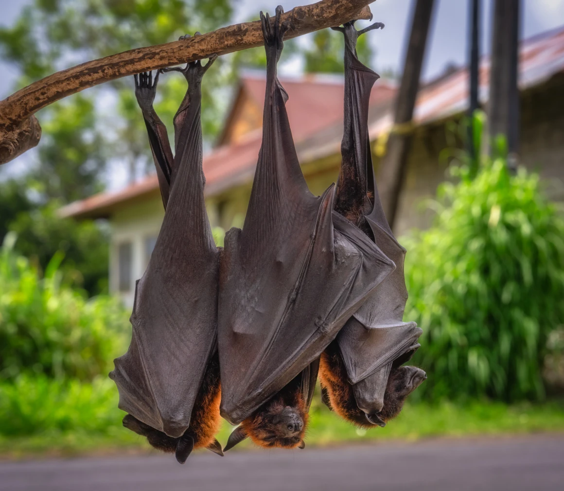 Bats hanging upside down on branch
