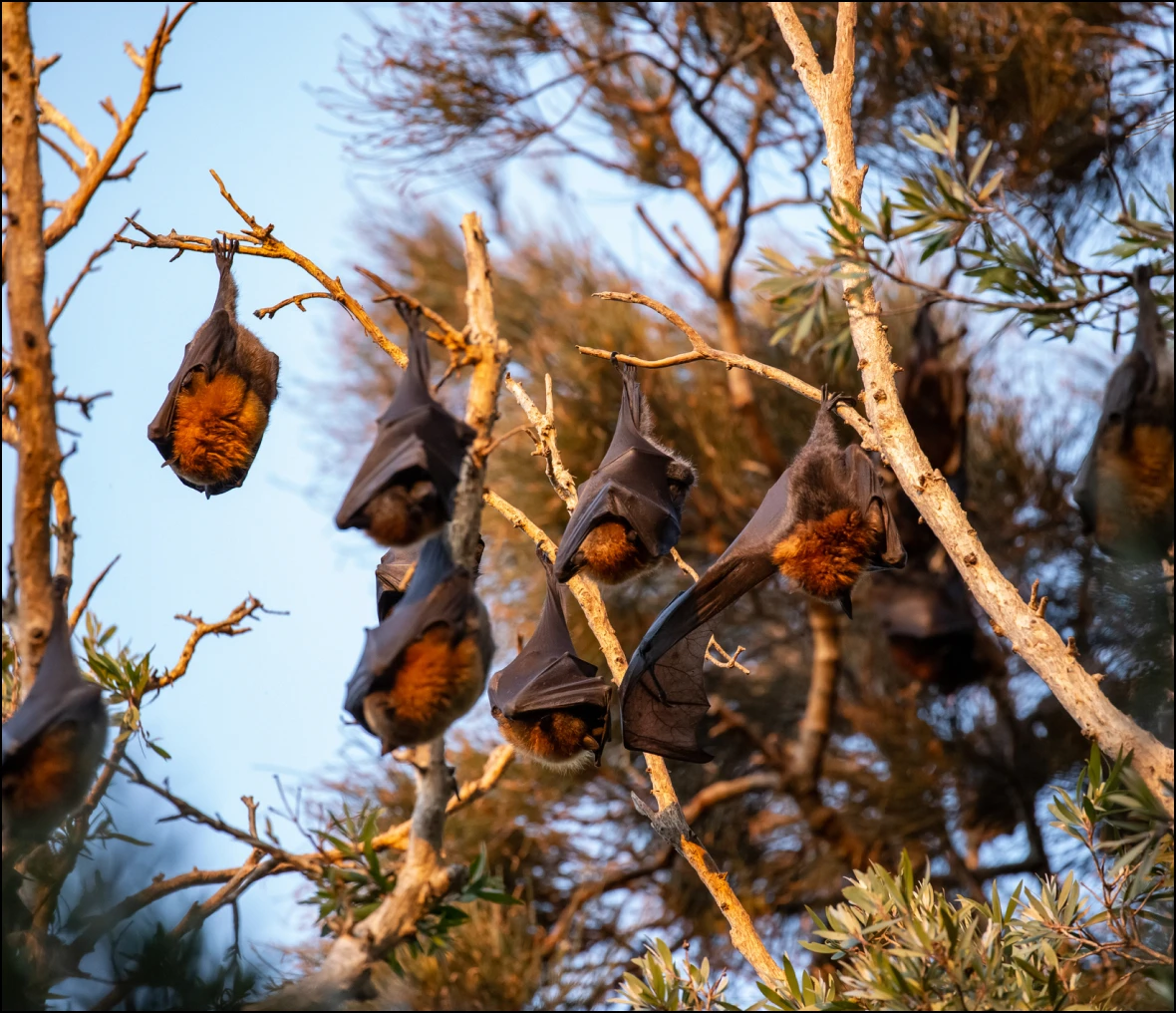 Group of bats resting in trees
