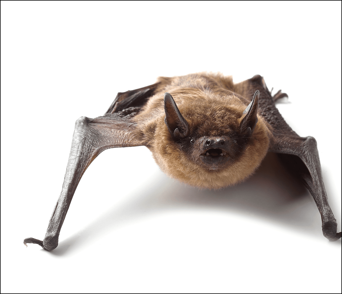 Brown bat on a white background