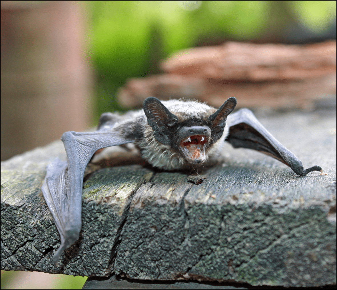 Small bat resting on rough wood