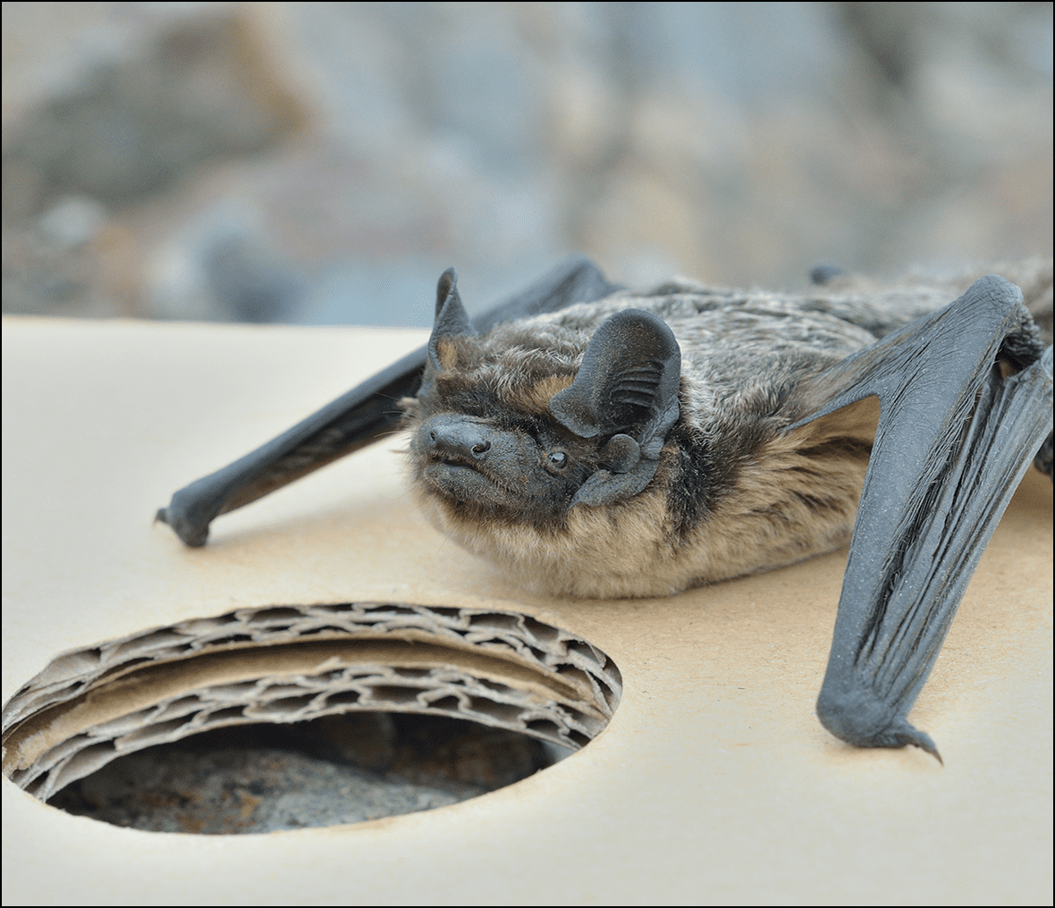 Bat resting on a cardboard box