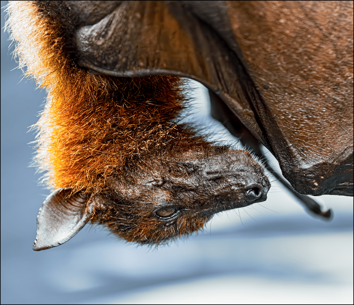Bat hanging upside down on branch