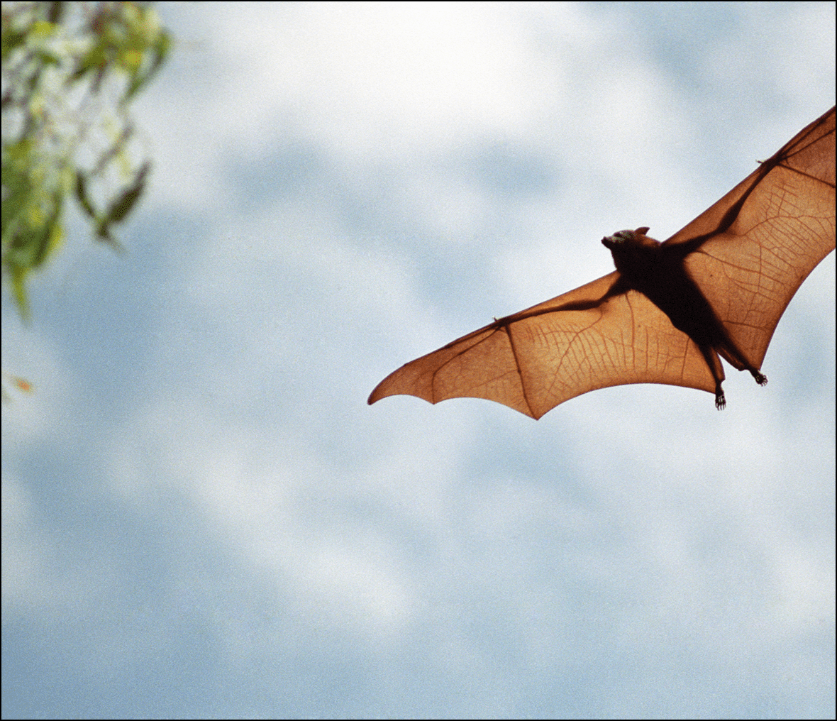 Bat flying against a cloudy sky