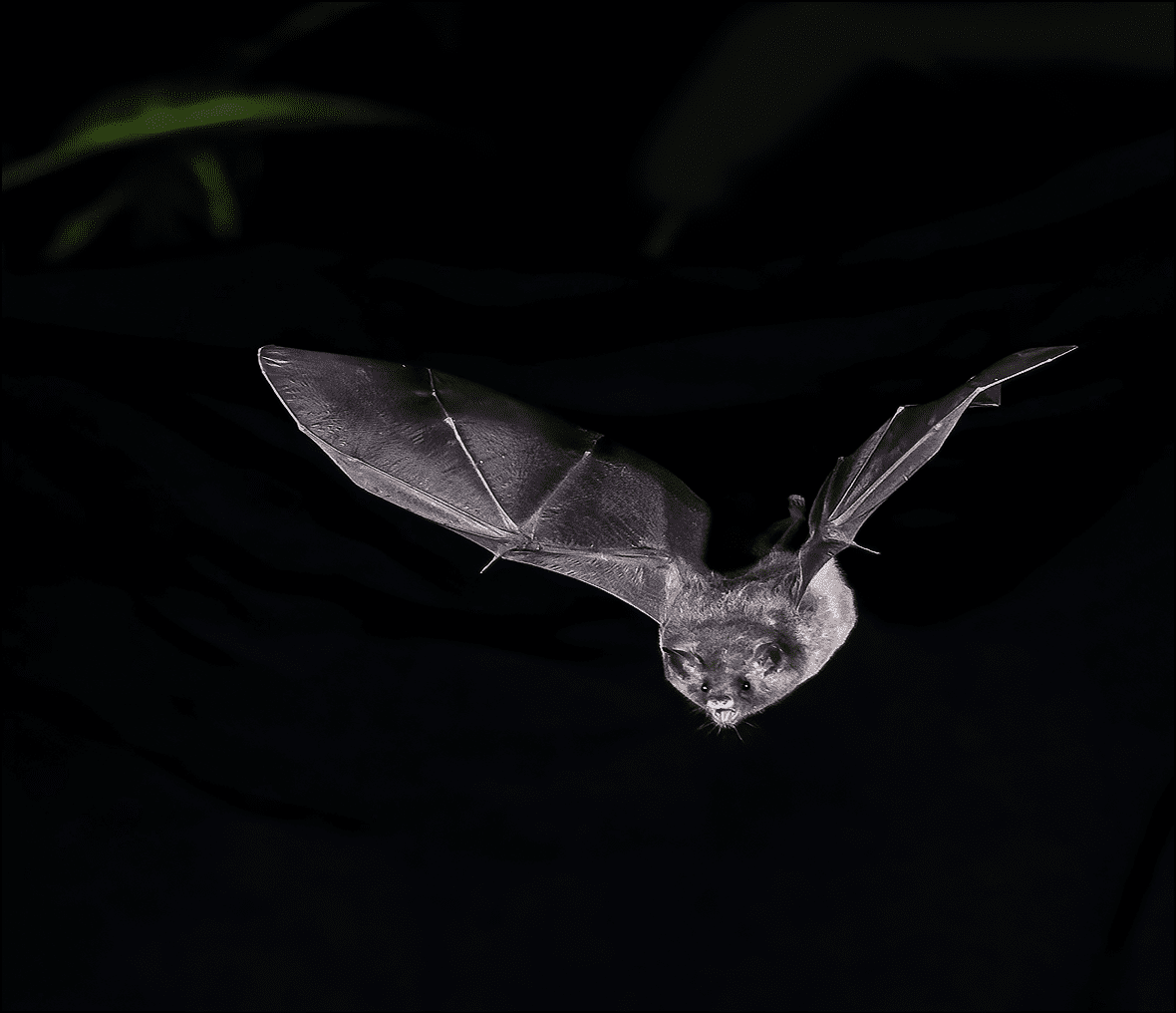 Nocturnal bat with outstretched wings