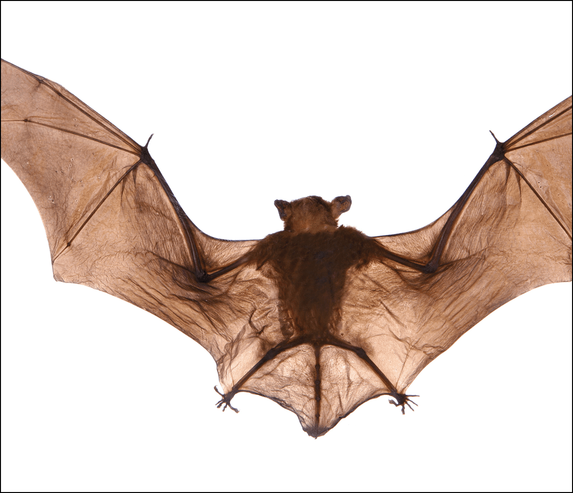 Flying bat against white background