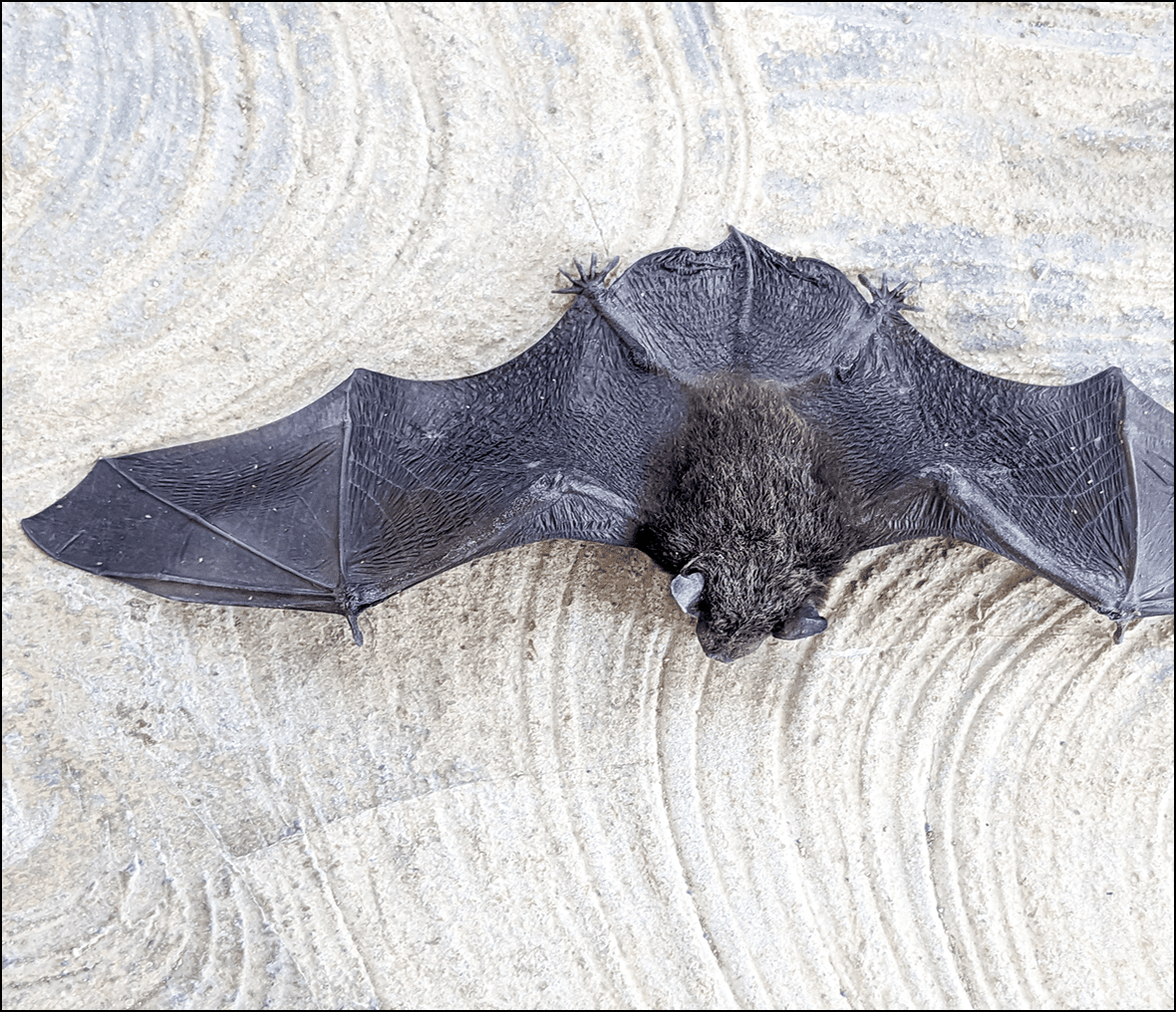 Bat lying on patterned ground