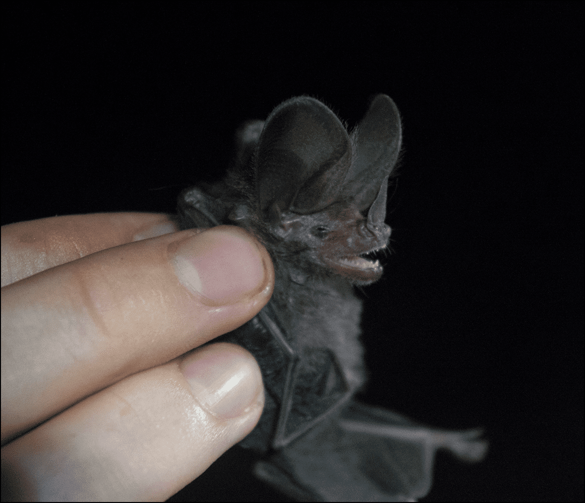 Person gently holding a bat