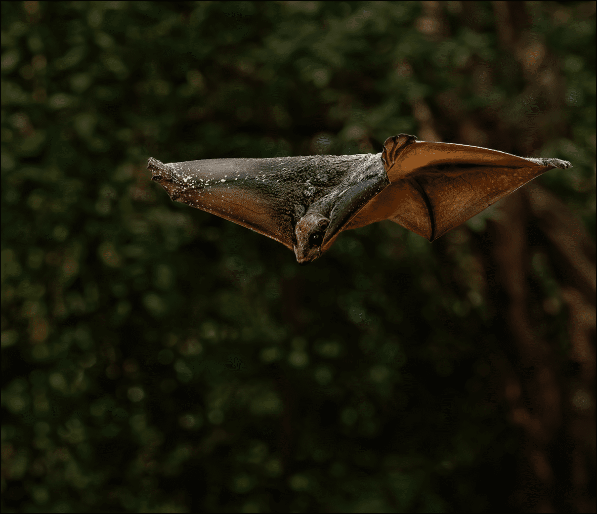 Bat in flight with open wings