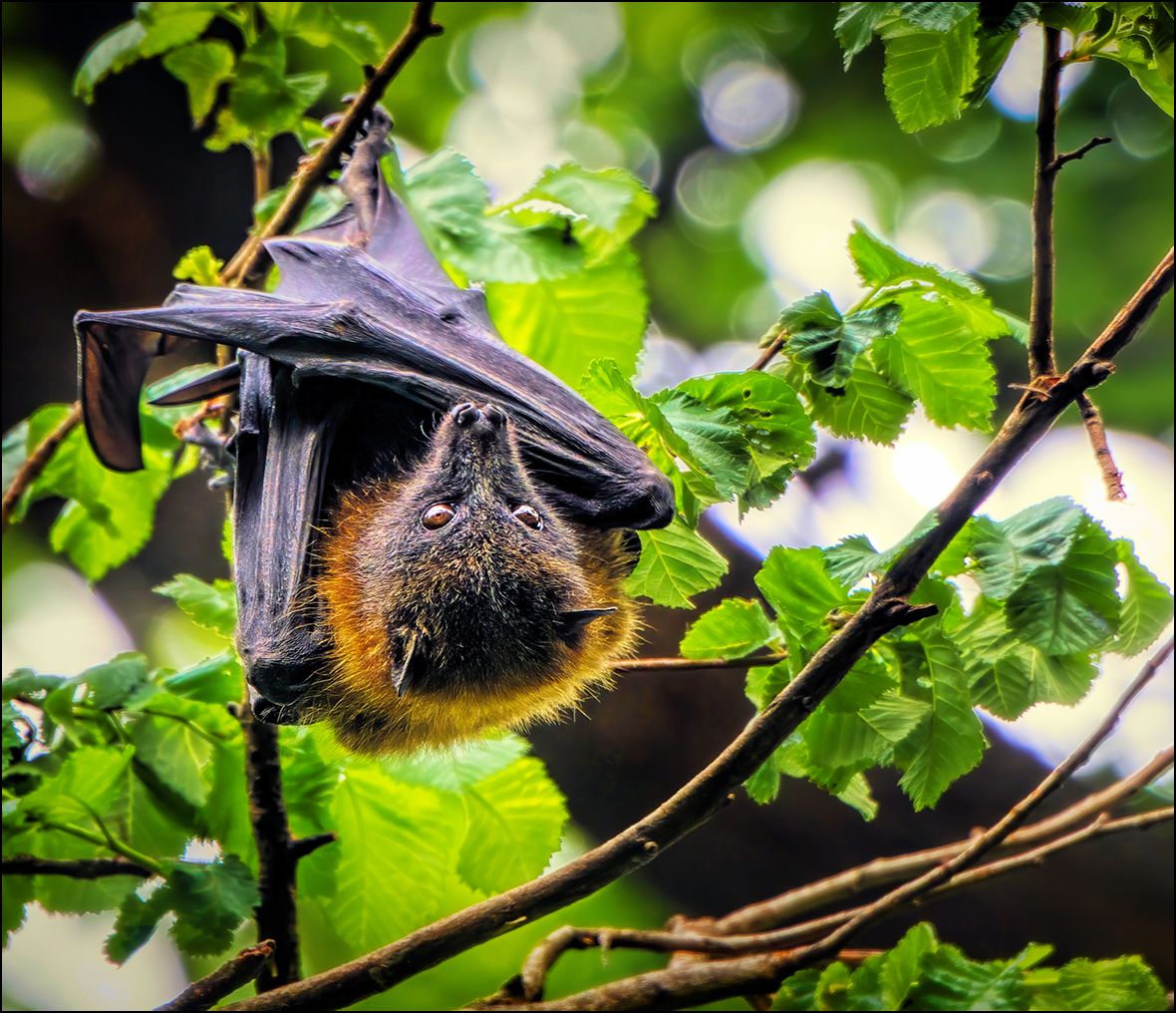 Fruit bat resting among green leaves