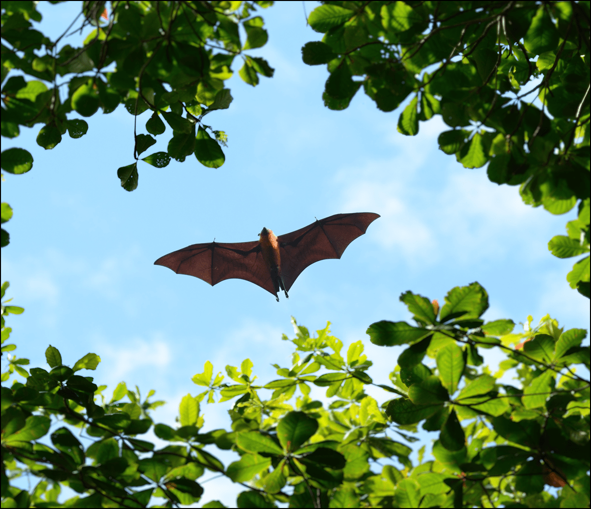 Bat soaring in blue sky
