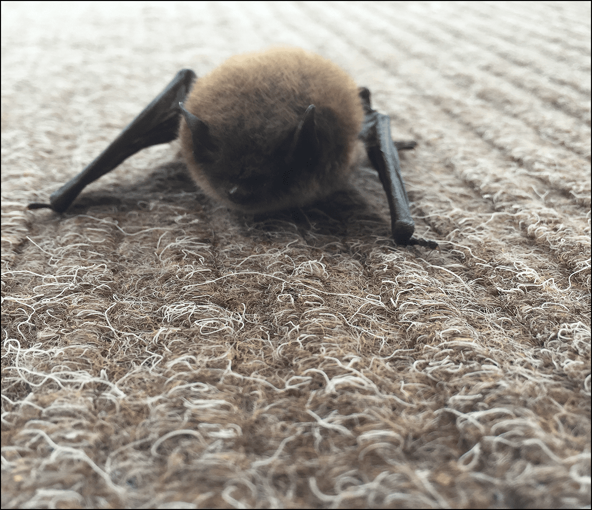 Small bat on brown carpet