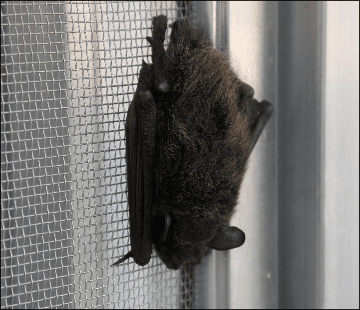 Small bat resting upside down