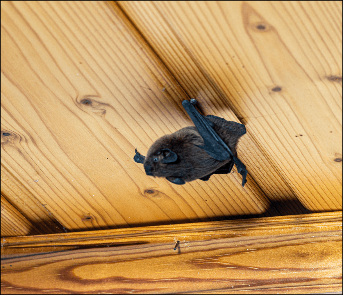 Bat clinging to ceiling surface