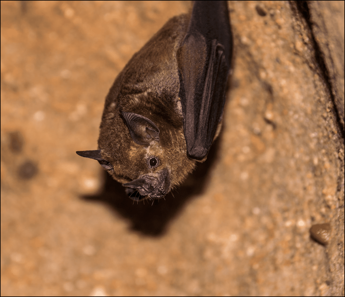Close-up of bat in natural habitat