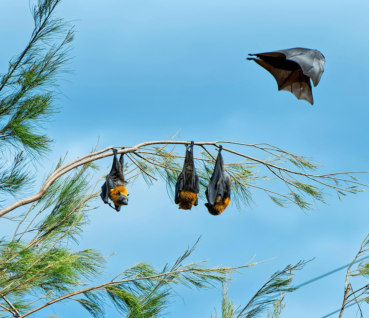 Flying bat above perched bats