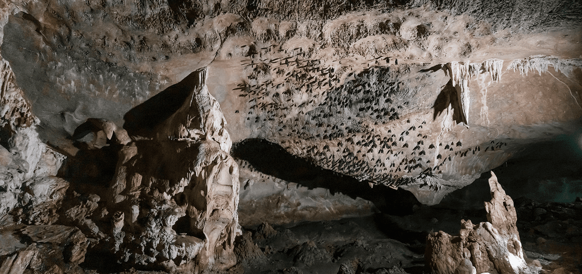 Stalactites and bats in a dark cave