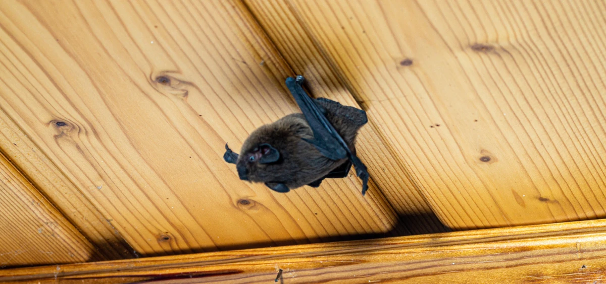 Bat hanging from wooden ceiling 2