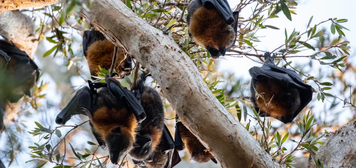Bats hanging from tree branches