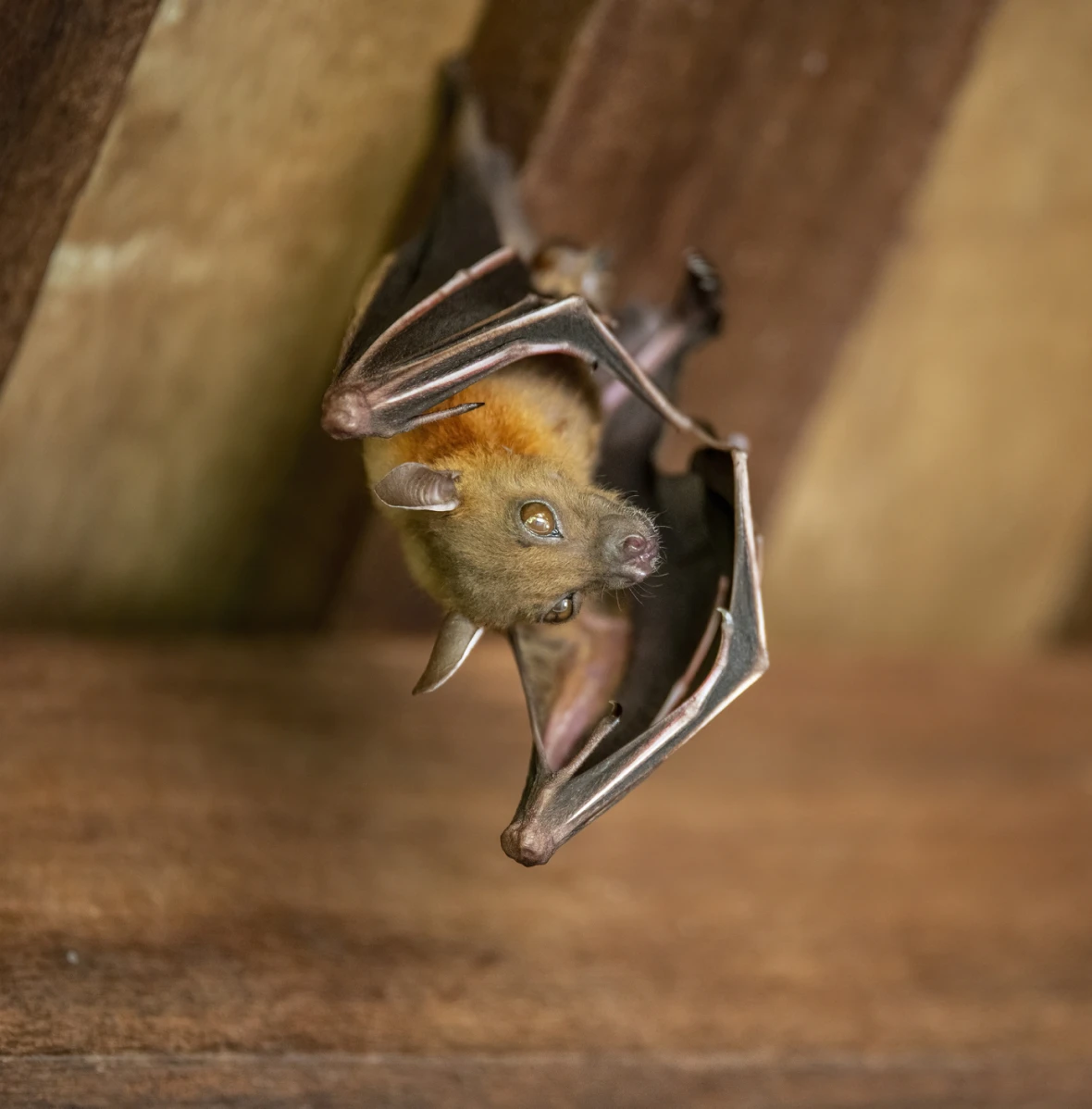 Bat resting on wooden ceiling 2